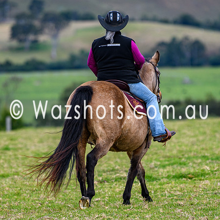 20240519 Calulu Creek Team Penning-3